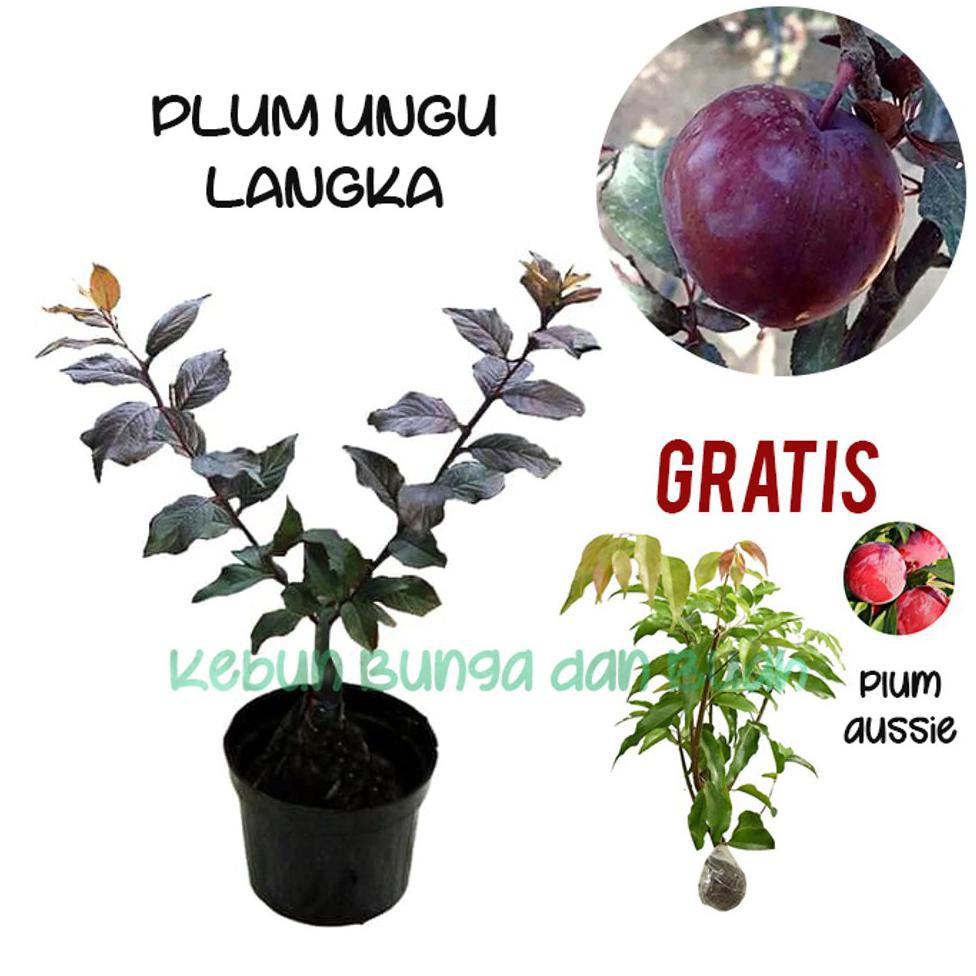 Tanaman Buah Tanaman Buah Plum Ungu Gratis Plum Aussie €