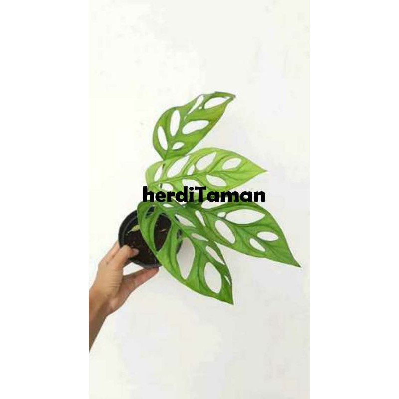 Tanaman Hias Janda Bolong//Tanaman Hias Janda Bolong