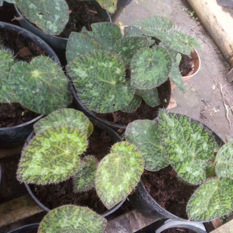 begonia greeg