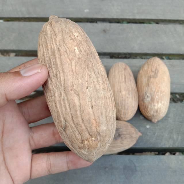 Buah Ulin asli kalimantan