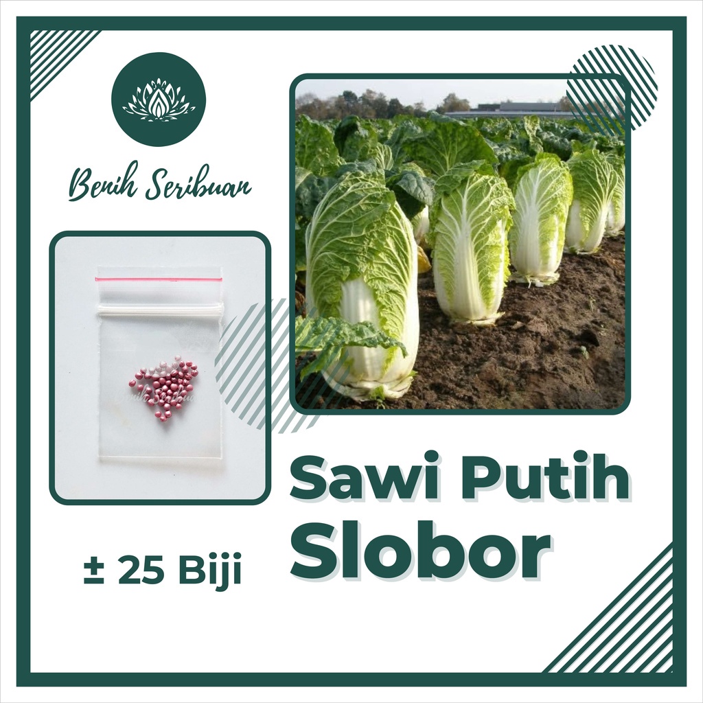 TERMURAH Bibit Sayuran Benih Sayur Paket Lengkap Tanaman Hidroponik Kangkung Bayam Cabe Sawi Unggul-SAWI PUTIH
