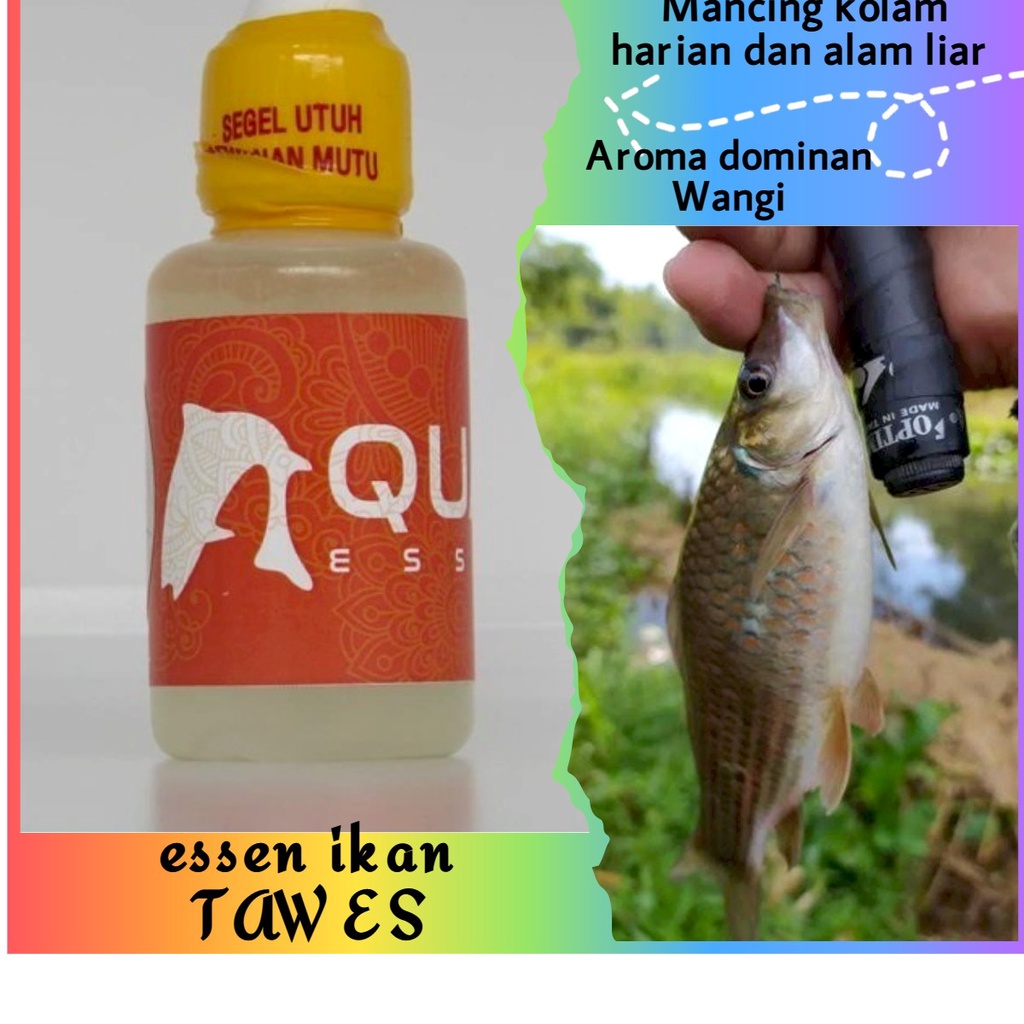 essen ikan tawes mancing harian liar kilogebrus