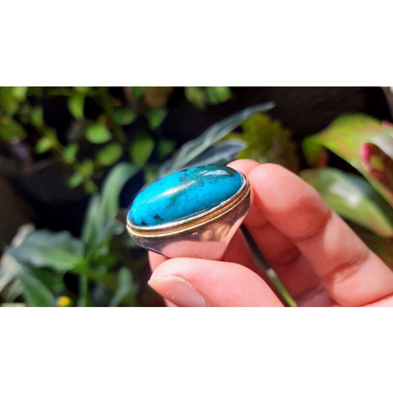 Bacan coklat majiko totol bacok majiko natural