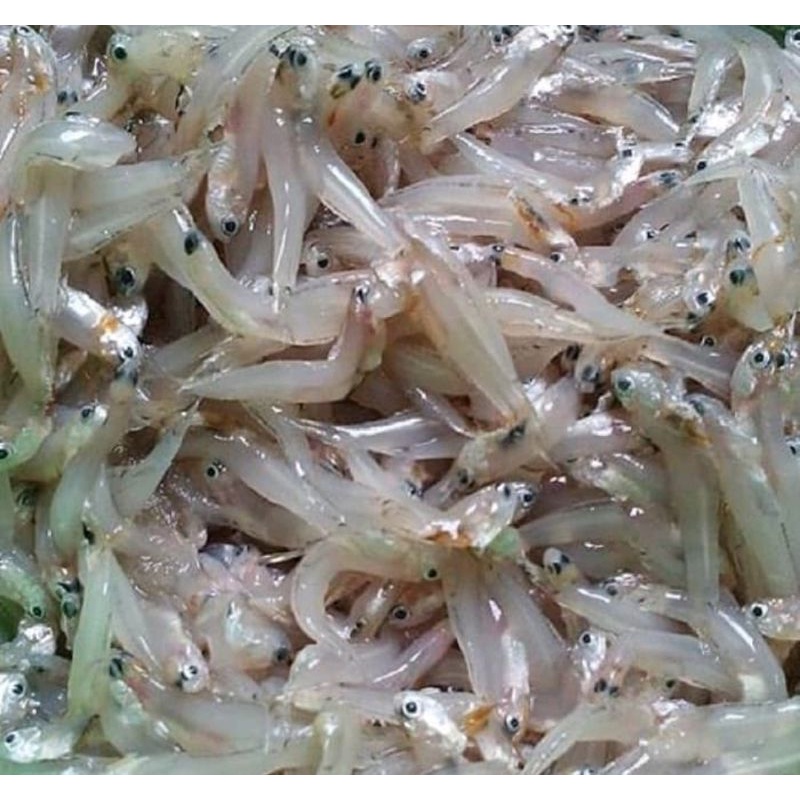 

IKAN TERI BASAH SEGAR FRESH