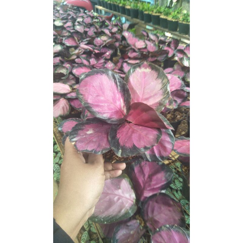 Tanaman hias Calathea Crimson (Rumpun)