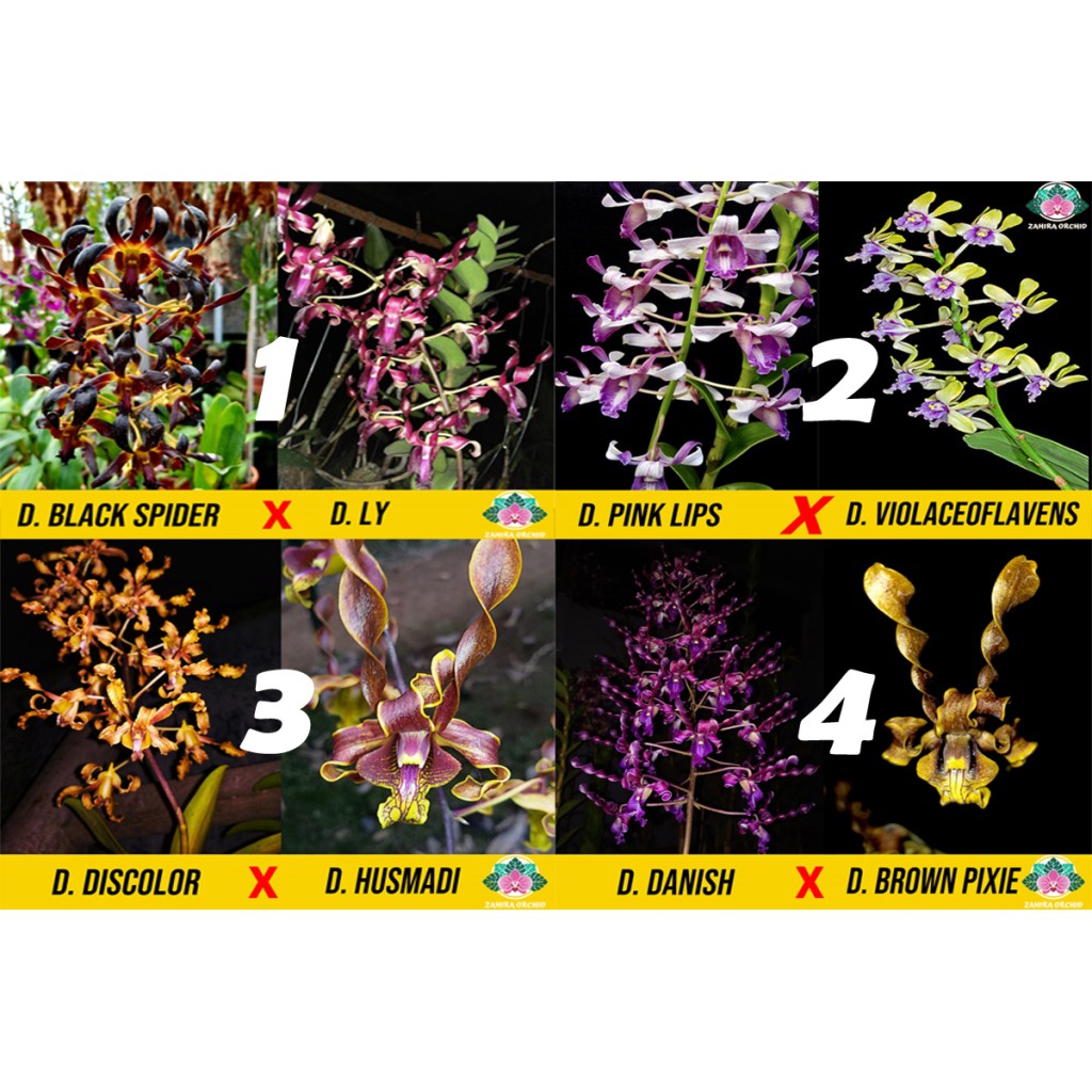 PROMO DISKON Seedling Anggrek Dendro Melintir