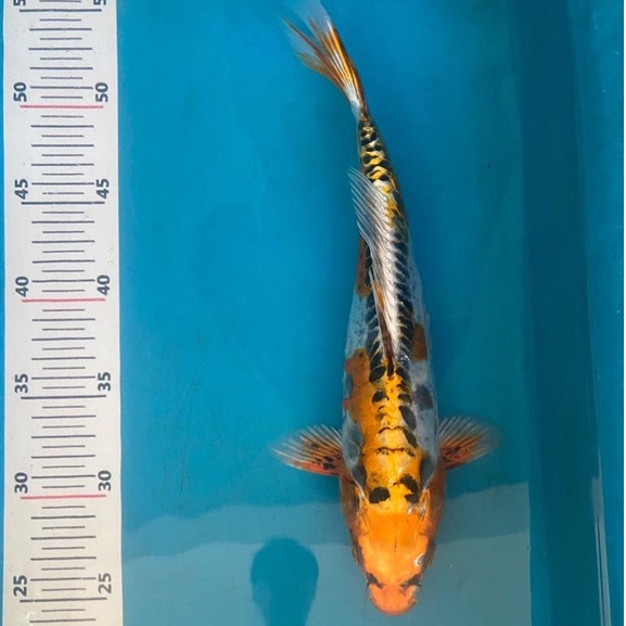 IKAN KOI KIKO Blitar 31-33cm Grade A+