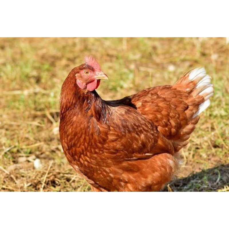 

TELUR AYAM RODHE ISLAND FERTIL UNTUK DITETASKAN