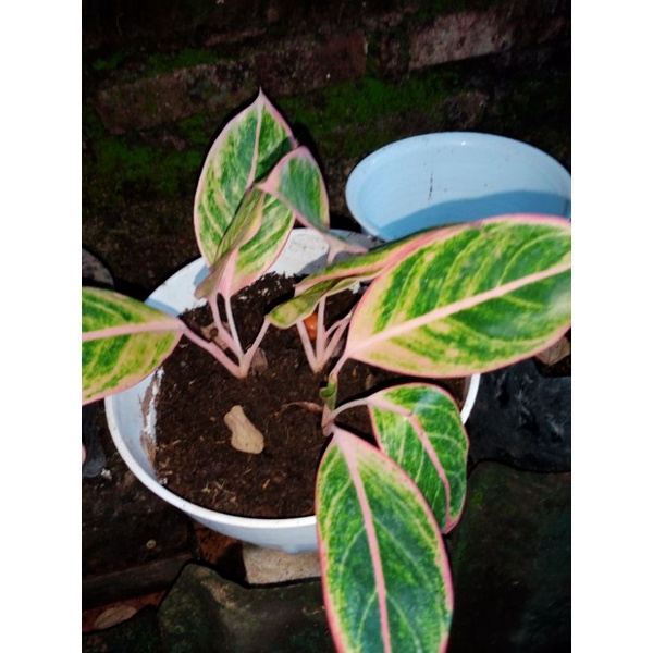 aglonema lipstik puding/pink