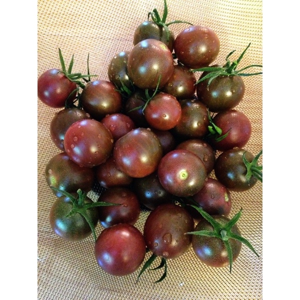 Benih Bibit Biji - Tomat Chocolate Cherry Tomato Seeds - IMPORT