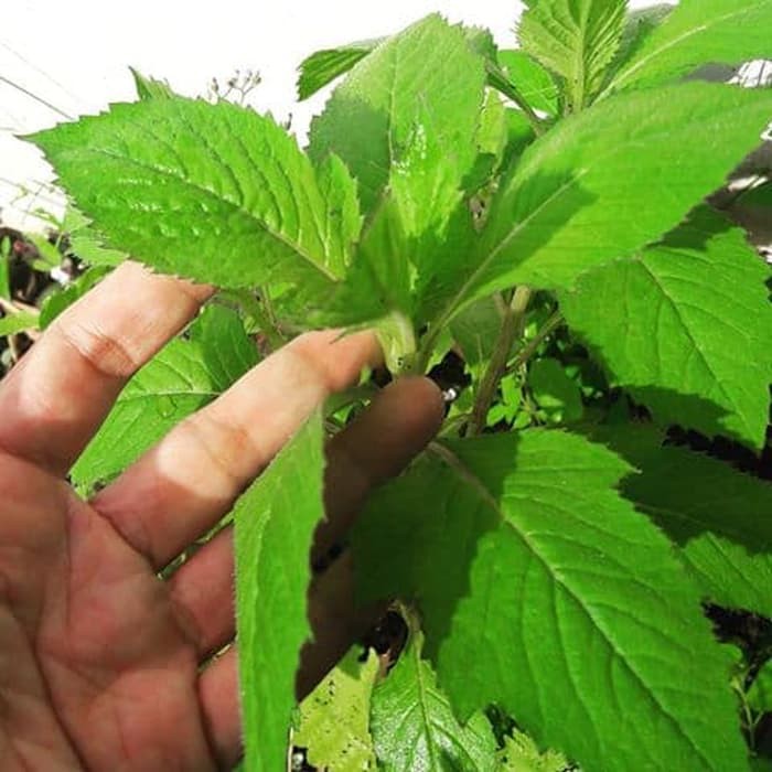 

TERMURAH DAUN SINTRONG ORGANIK