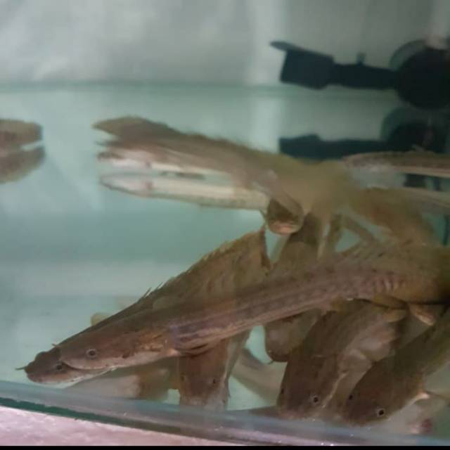 Ikan Palmas Naga Lapradei Aquarium