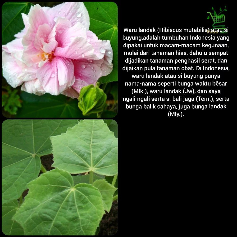 Bibit Tanaman Pohon Waru Landak Bunga Pink Si Buyung Herbal Hibiscus Mutabilis Shopee Indonesia