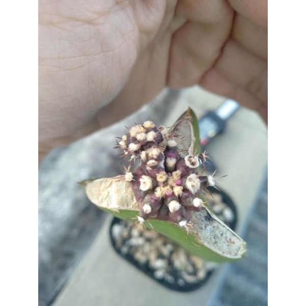 Kaktus Gymnocalycium/gymno T-Lux/Tlux Corak Cakep (gendong anak)