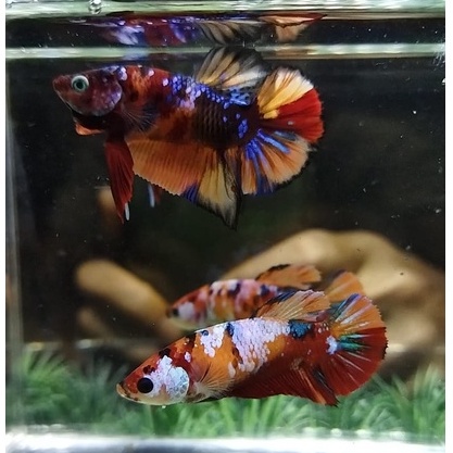 SEPASANG/1 PAIR IKAN CUPANG PK MULTICOLOR/MULTI 100% REALPICT (KODE AN2)
