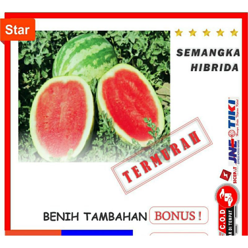 BENIH SEMANGKA HIBRIDA BIBIT BUAH UNGGUL