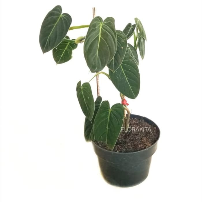 tanaman hias philodendron Melanochrysum - lidah gajah