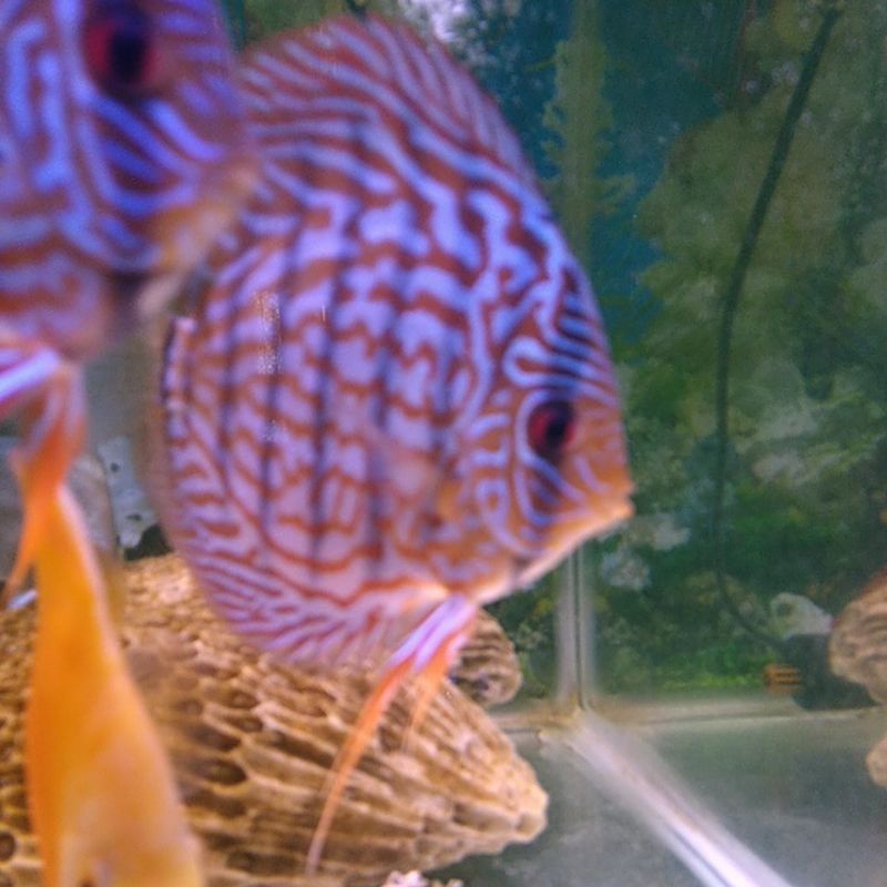 discus turquoise