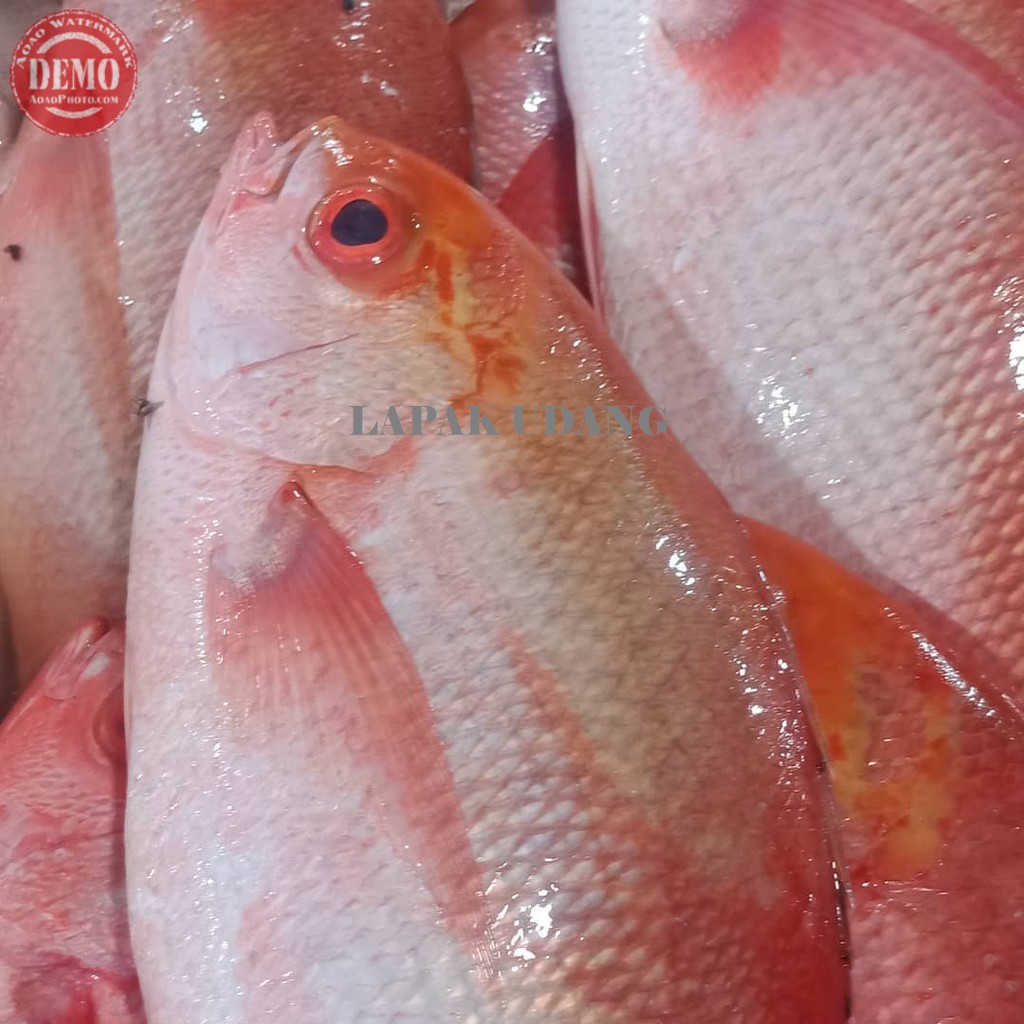 

Ikan Kakap Merah Segar Ikan Kakap Wakung