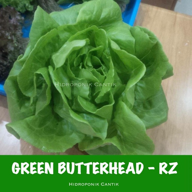 Jual Selada Rex Butterhead RZ Shopee Indonesia