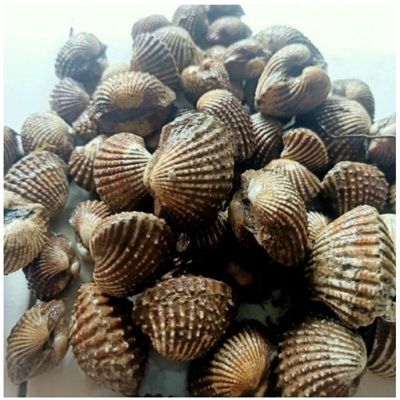 

kerang dara fres/1kg