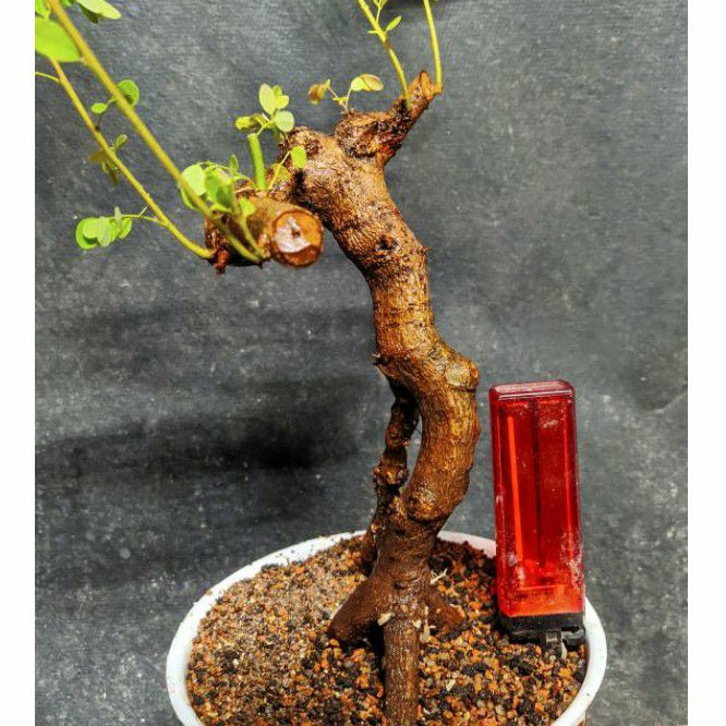 Bahan Bonsai Ileng Ileng Mangsi Mame Karakter Unik Real Pic Shopee Indonesia