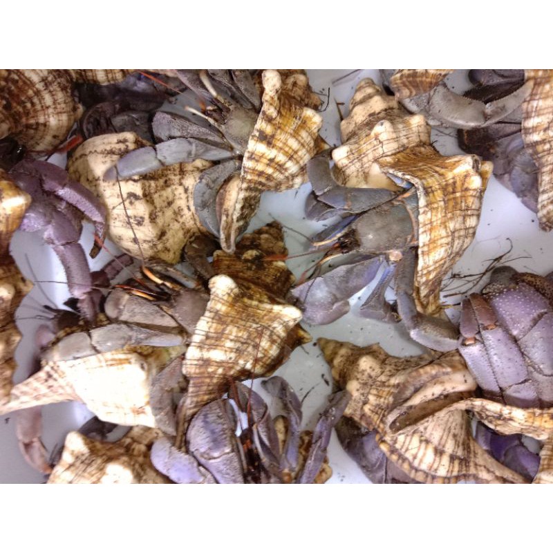 Kelomang umang Viola XL & XXL