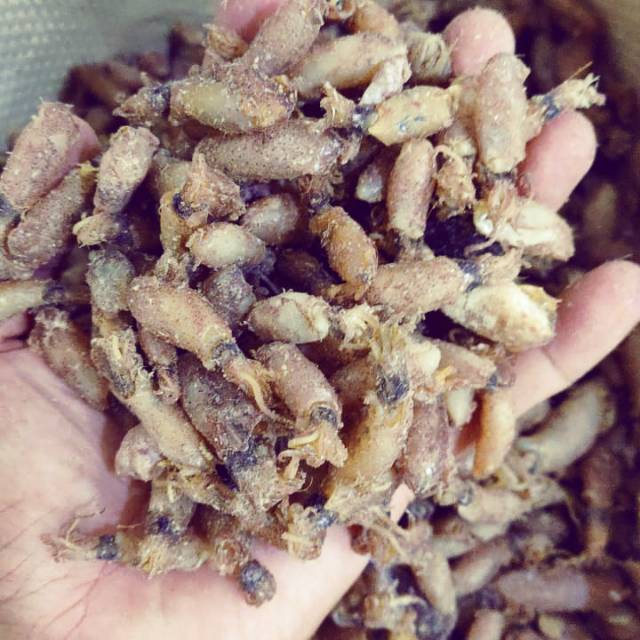 

Ikan Cumi Besar