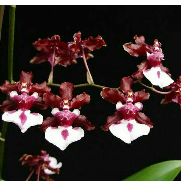 Anggrek Oncidium Sharry Baby