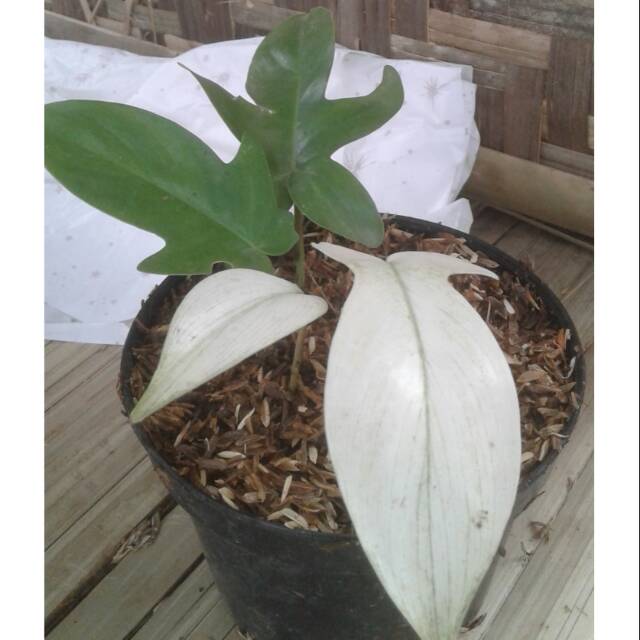 Tanaman hias vilo kuku bima florida