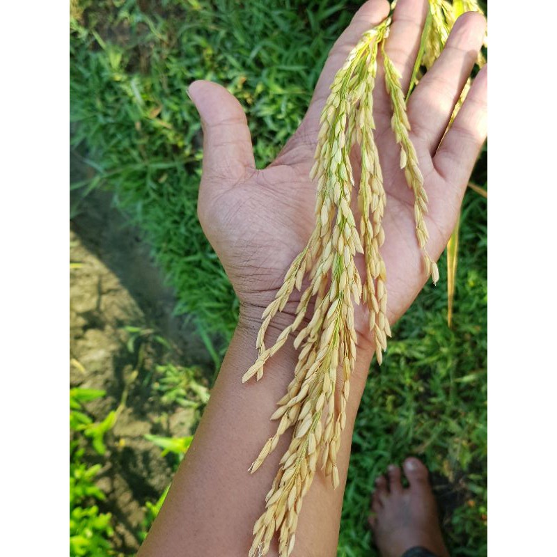 

Benih padi unggul tahunini srikandi