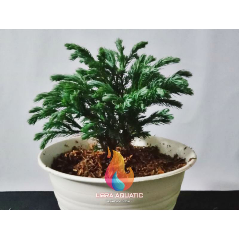 TANAMAN PALUDARIUM CEMARA MINI