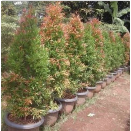 Tanaman hias pucuk merah //  pohon pucuk merah tinggi 1 meter