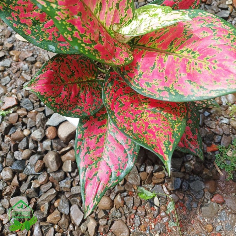 AGLONEMA DUD ANJAMANI/DUD ANJAMANI LOKAL