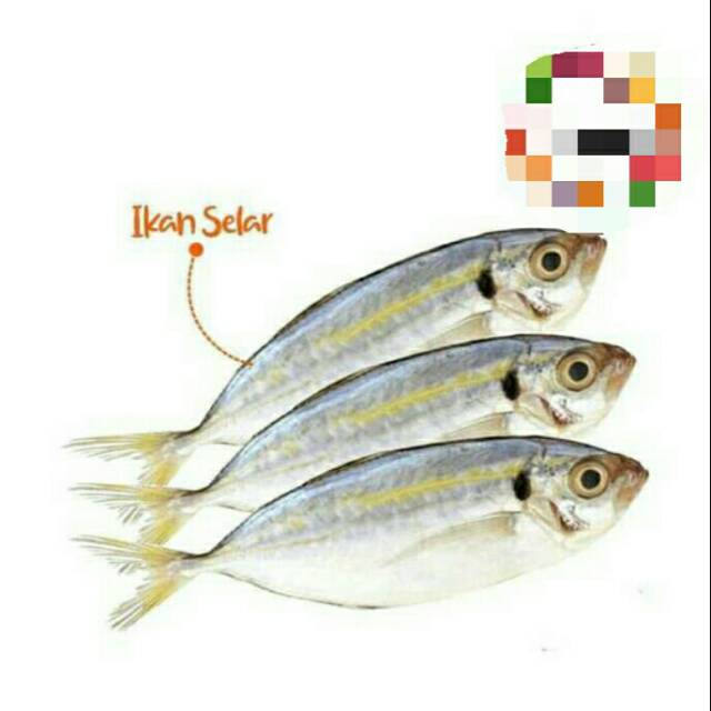 

Ikan selar