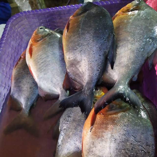 

Ikan bawal hitam