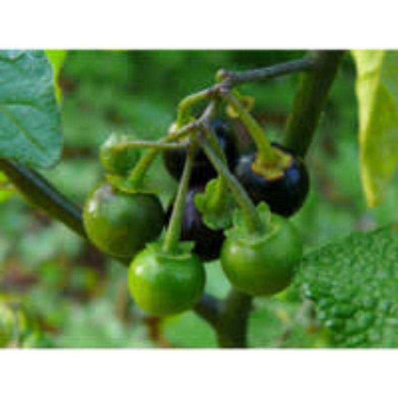 bibit tanaman leunca/ pohon leunca