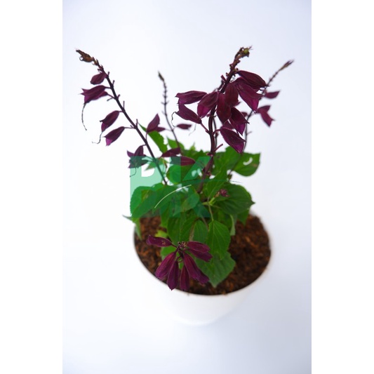 Salvia Berbunga - Tanaman Hias Bunga Salvia Berbunga ( Sedia 4 Warna) - taman