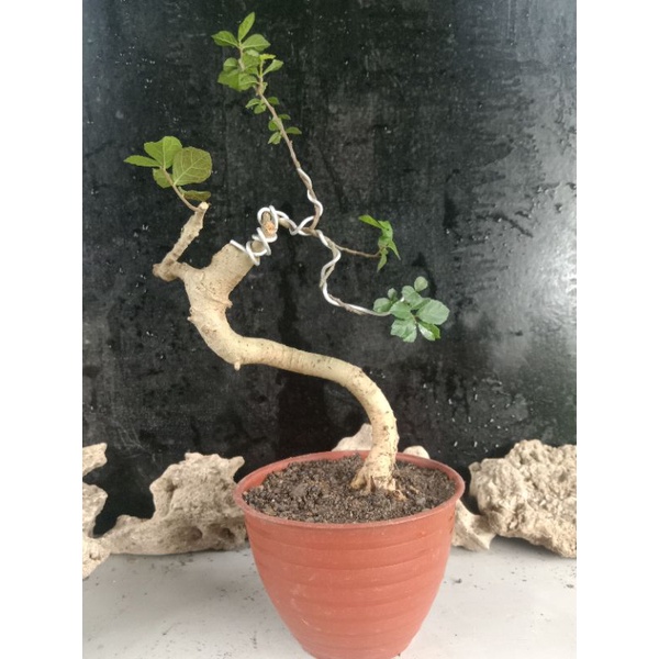 FLOWERDAY | Bahan bonsai mame Serut / Streblus asper meliuk dikirim sama pot