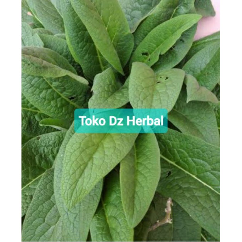 

Daun komfrey atau daun kompri 25 lembar petik langsung-az
