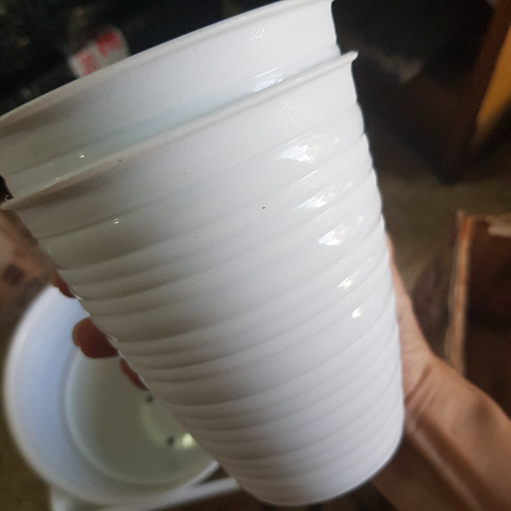 Pot Pirus Gucci Jet 101 Diameter 10 Cm