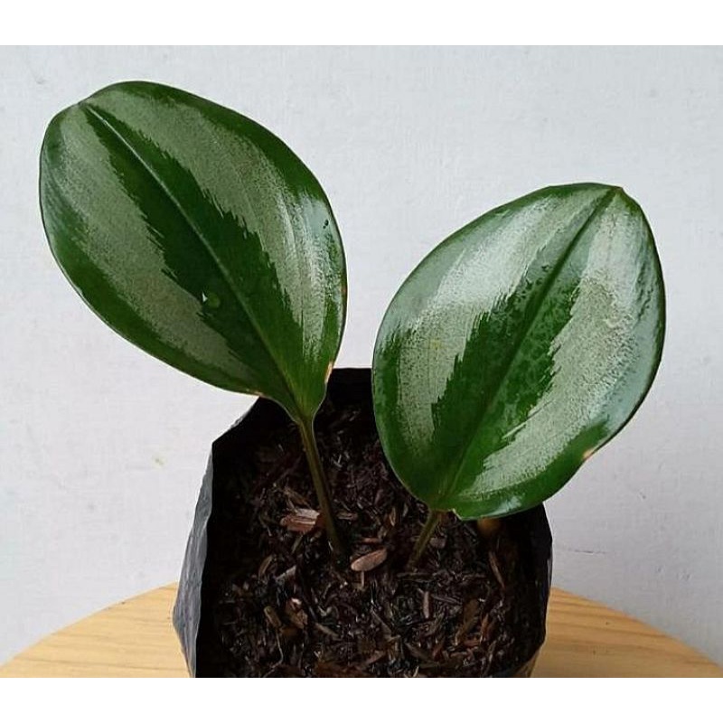 scindapsus truby susu