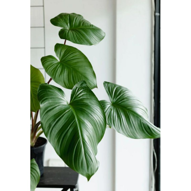 Tanaman Hias Homalomena  / Homalomena Rubescens / Homalomena / Borneo sp.