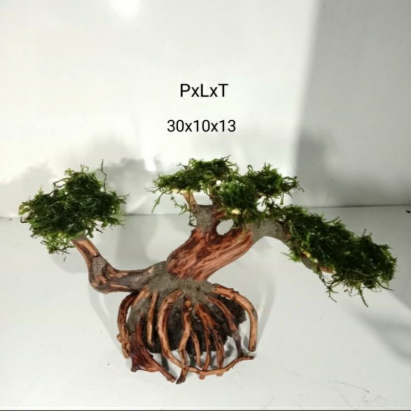 bonsai aquascape pohon bonsai aquascape+mos