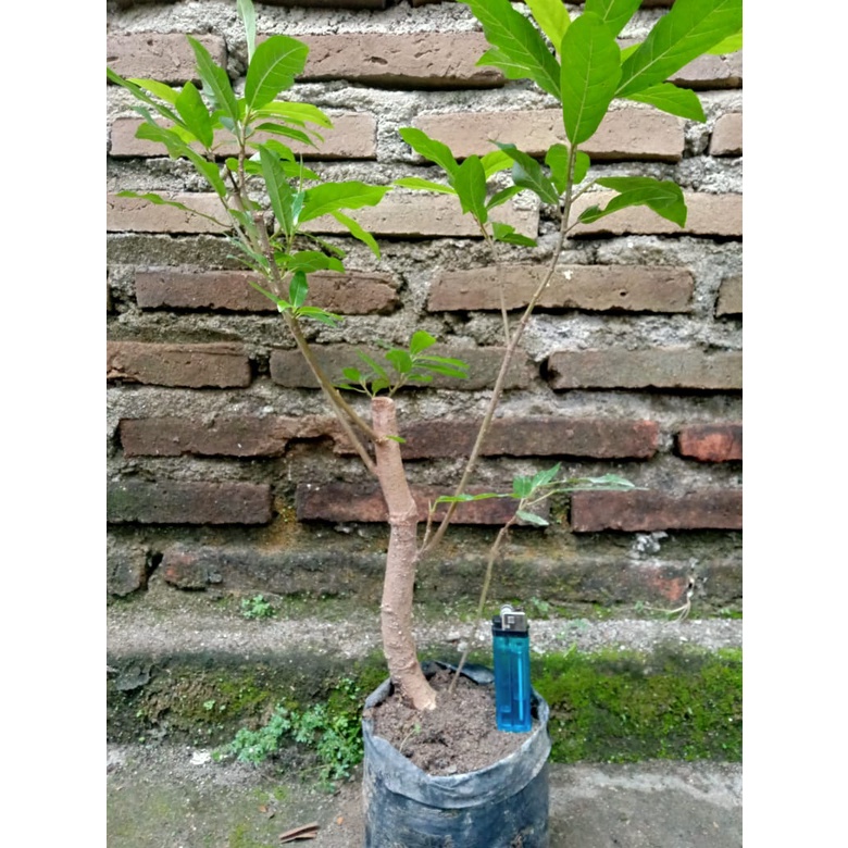 bonsai loa / bahan bonsai / bahan bonsai loa / pohon loa / bibit bonsai / bibit bonsai loa / Bonsai 