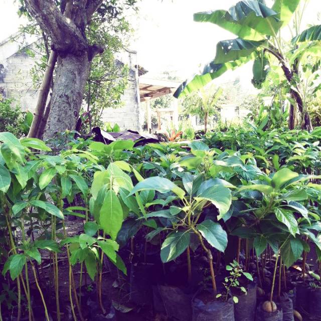 Alpukat Markus Jumbo