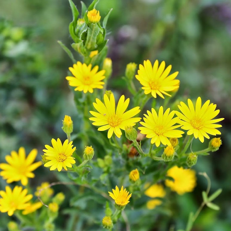 Benih-Bibit Bunga Yellow Daisy (Haira Seed)