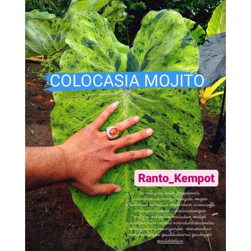 Colocasia Mojito