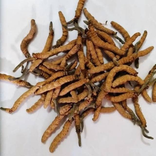 Dong Chong Xia Cao Cordyceps 10gram