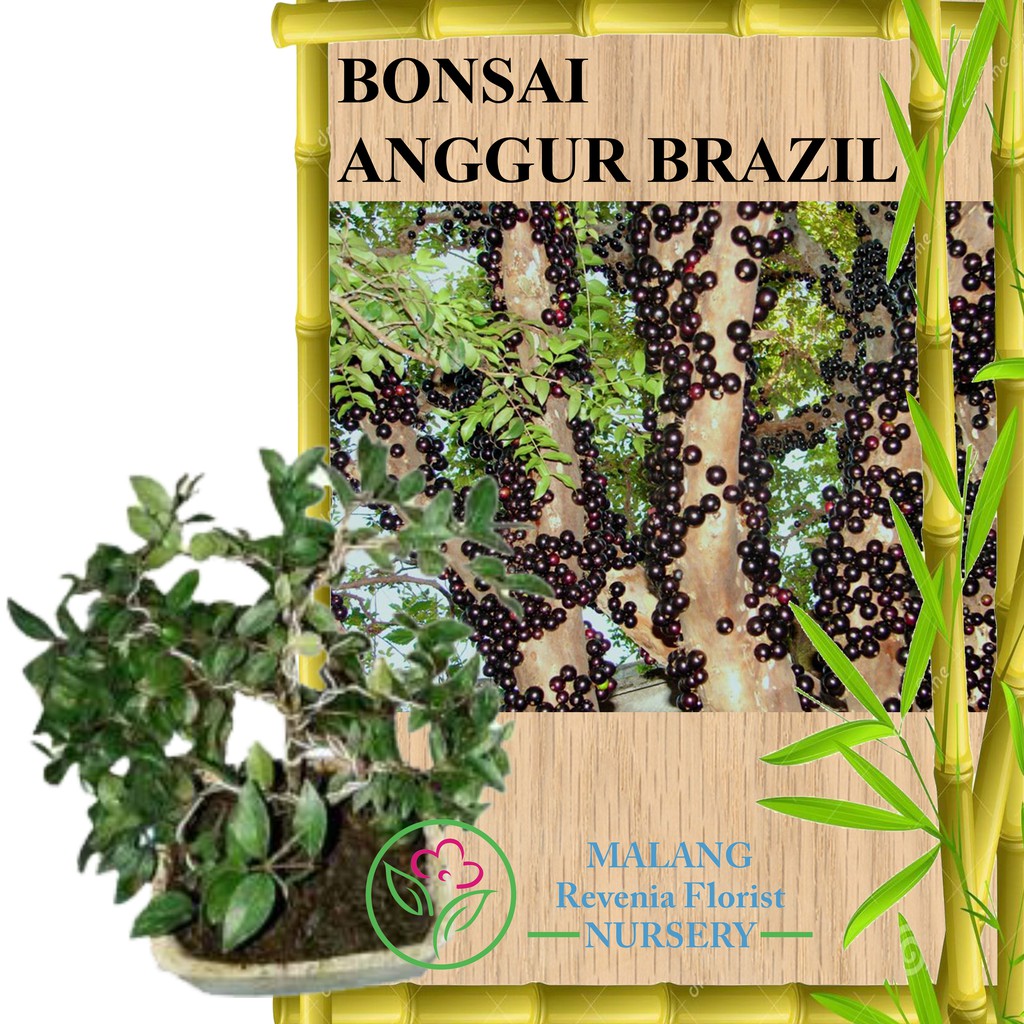 Tanaman Bonsai Anggur Brazil